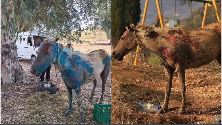 Zjarret në Delvinë/ Kali i djegur merret nën kujdes veterinar pas traumës nga flakët