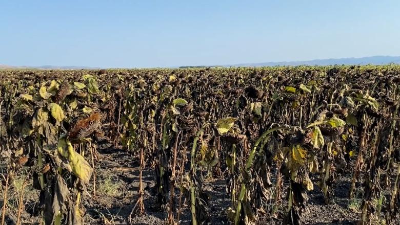 Thahet luledielli në Tërbuf! Fermerët kanë mbjellë 600 hektarë por s’gjejnë treg