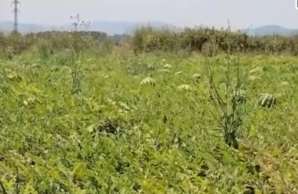 Shalqinjtë kalben në fushat e Myzeqesë, s’ka treg për shitje