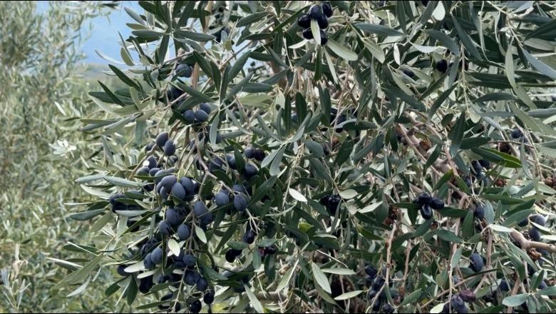 Mungesë punëtorësh për vjelje!/ Çmimi i vajit të ullirit arrin në 1200 lekë për litër