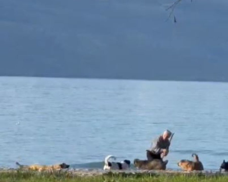 Qentë e rrugës sulmojnë të moshuarin në Vlorë