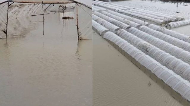 Përmbytjet në Fier dëmtojnë fermerët, kultivuesit apelojnë për ndihmë: Po falimentojmë