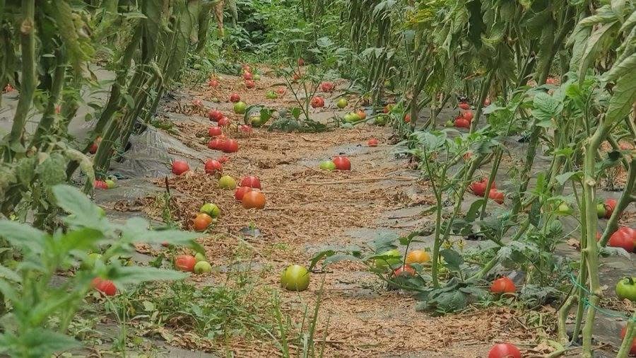 “Pa bujqësi s’ka ekonomi: Shqipëria drejt varësisë totale nga importi“