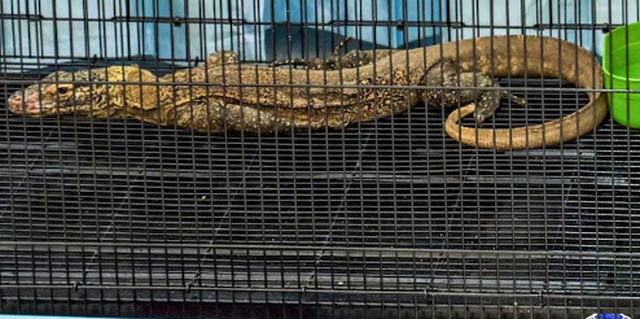 Gjashtë të arrestuar në Indonezi për trafikim të dragonjve Komodo