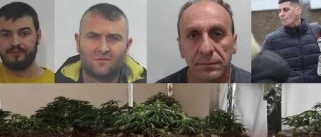 Gazeta britanike: Si bandat shqiptare po mbushin Skocinë me drogë duke sjellë rrezik dhe mjerim