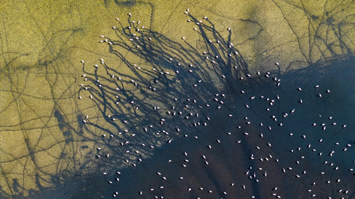 20 30 Spektakël vizual i flamingove në Liqenin Duden në Turqi
