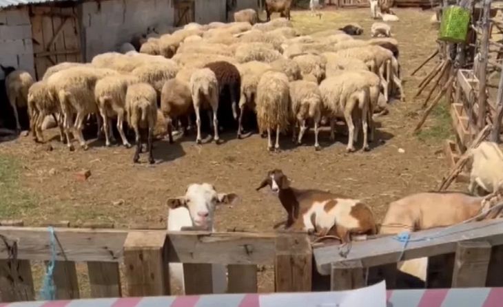 Shfaqet vatra e tretë e murtajës në Shkodër, eliminohen 20 krerë dele