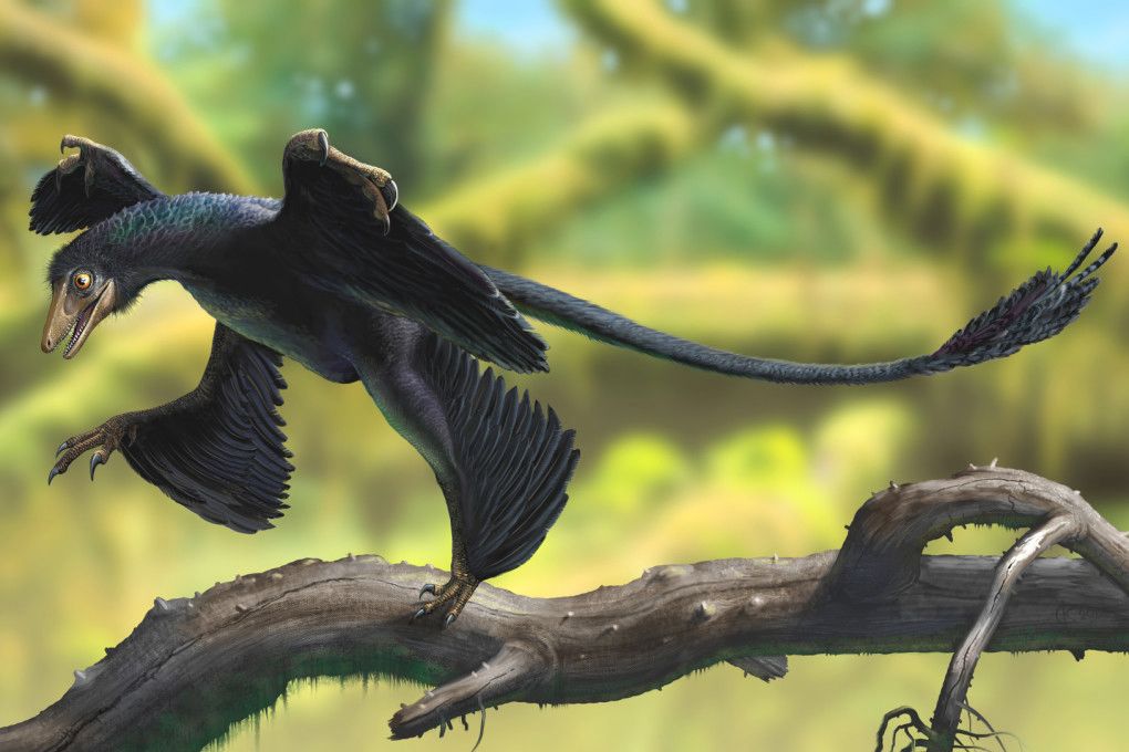 Zbulohet në Kinë “dragoi me katër krahë”, dinosauri me pupla që rrëshqiste në ajër si një ketër fluturues