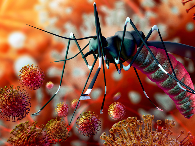 Rasti i parë me virusin Zika në Maqedoninë e Veriut, pacienti u infektua pas një udhëtimi në Maldive