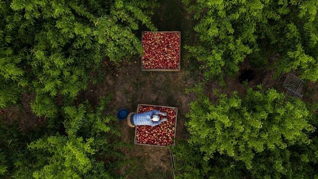 Mbi 32 mijë aplikime për fondet në bujqësi/ Afati deri më 26 qershor, 52 milionë euro në dispozicion