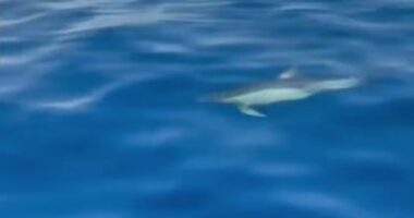 Spektakël në Karaburun–Sazan, delfinët mahnitin turistët (Video)