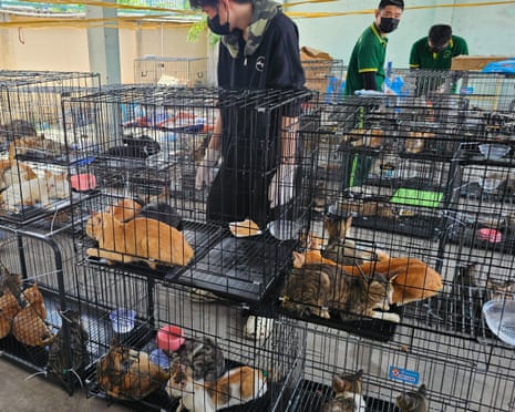 Policia vietnameze shpëton 400 mace të destinuara për therje