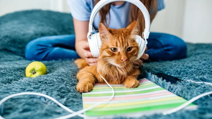 BBC: Nga ankthi te gjumi i qetë: Si ndikon muzika në sjelljen e qenve dhe maceve?