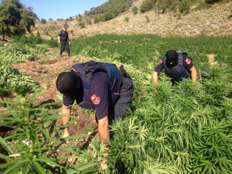 15 grupe policie zbarkojnë në zonat malore të Krujës, goditen dhjetëra parcela me kanabis