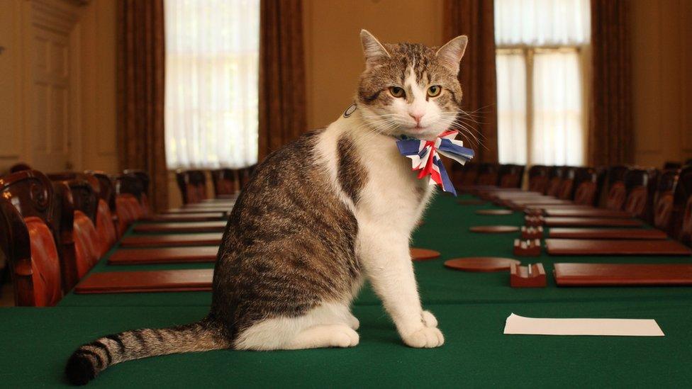 Macja Larry ‘zyrtarja’ më jetëgjatë e Britanisë, ka ‘përcjellë’ 6 kryeministra!