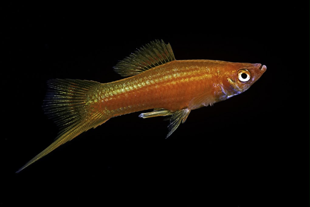 Një lumë aq i ndotur sa i bën peshqit të çiftëzohen me speciet e gabuara