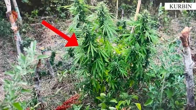 Operacioni antidrogë në Lezhë, arrestohen tre persona dhe asgjësohen 436 bimë kanabisi