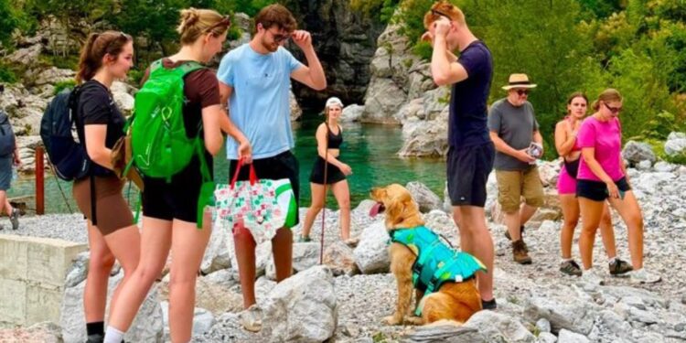 Arsyet e bombardimit të industrisë së turizmit nga flamingot