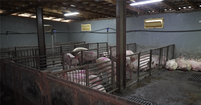 Serbia shpall gjendje të jashtëzakonshme në pjesë të vendit, për shkak të etheve afrikane të derrit