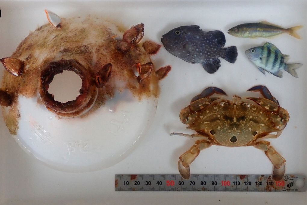 Shkencëtarët zbardhin misterin e gaforres së bllokuar në një shishe plastike