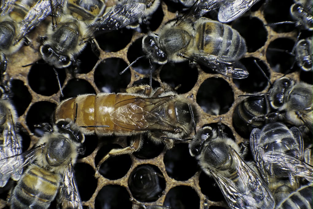 Sekreti i pamëshirshëm i bletës mbretëreshë për t’u mbrojtur nga pesticidet