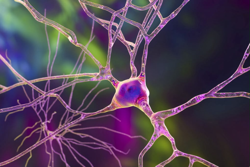 Shkencëtarët sfidojnë një bindje të vjetër: shumica e neuroneve nuk janë të specializuara, por “gjithëpërfshirëse”
