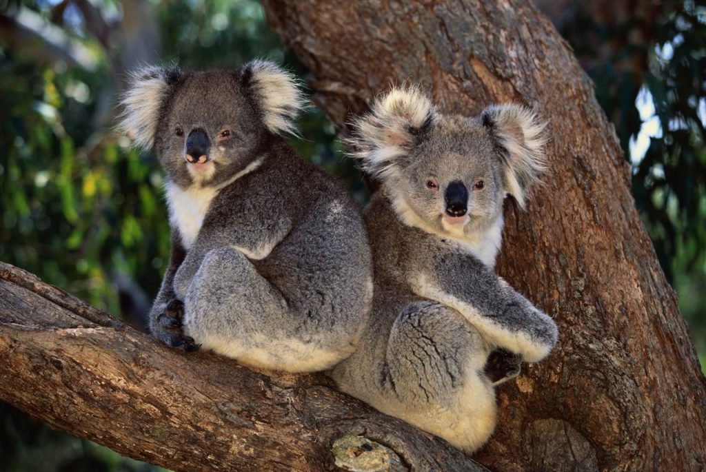Koalat nisën të zhdukeshin 100 mijë vjet më parë, jo pas mbërritjes së njerëzve