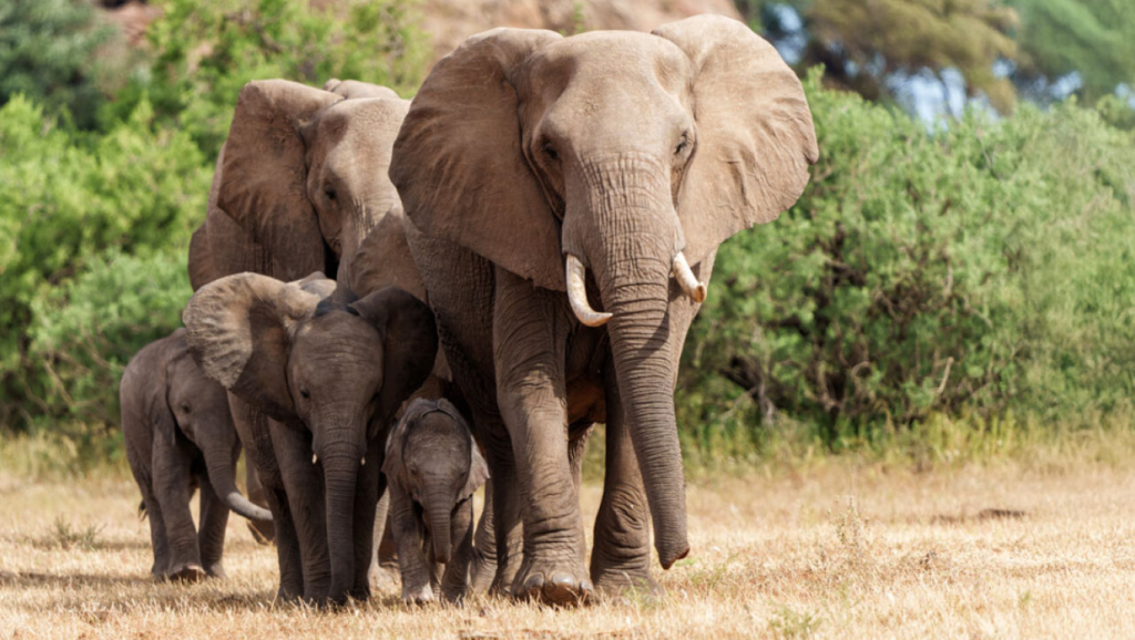 Mister në Amboseli, gjenden dhjetëra elefantë të ngordhur