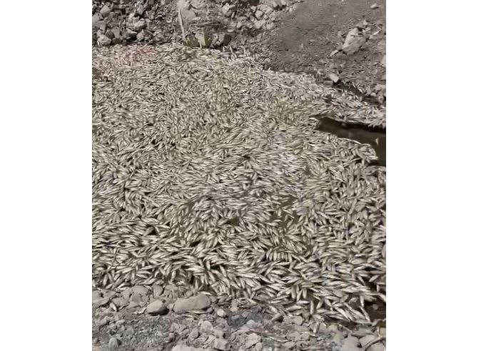 Ngordhje masive peshqish në Gjinikas të Maliqit, banorët: Fenomeni përsëritet sa herë hapen portat e HEC-it