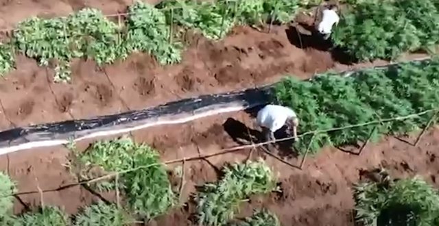 Kishin kultivuar mbi 1000 bimë kanabisi/ Në pranga dy persona në Dibër