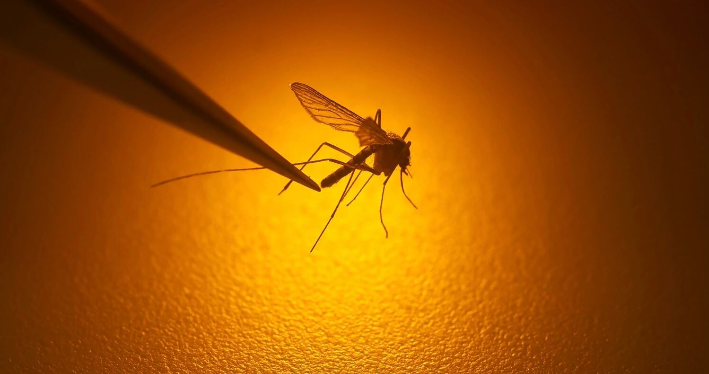 Ethet e Nilit alarmojnë Shkupin/ Shpallet epidemia në 5 komuna, 26 të infektuar, 1 i vdekur