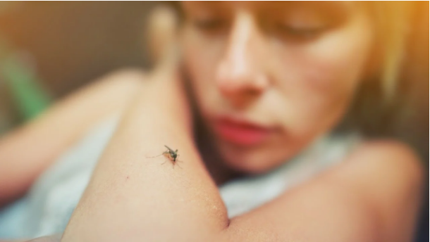 Alarm në Frankfurt, dy të vdekur nga malaria, dyshohet se mushkonjat e infektuara janë transportuar përmes fluturimeve nga Gjermania