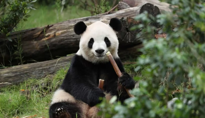 Dy panda gjigante nga Kina nisen drejt Atlantës, pjesë e “diplomacisë së pandave”