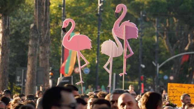 Pse flamingot e mbetura prishin koncertet?