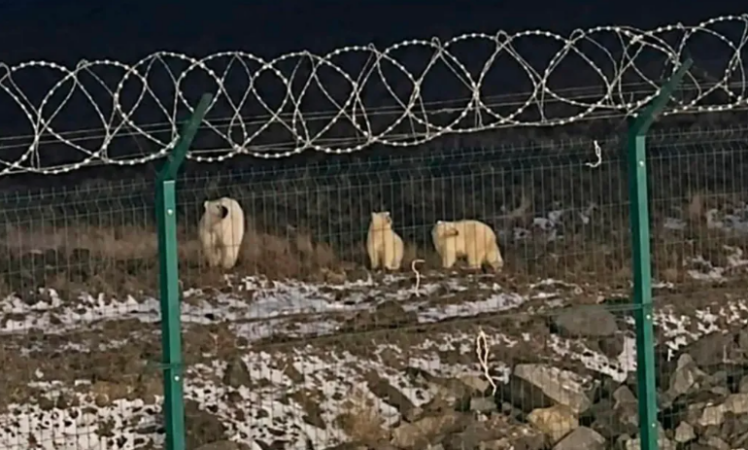 Ariu polar masakron në fytyrë 23-vjeçarin në Arktik, punëtori në gjendje kritike në terminalin e naftës ku Putin përuroi eksportet