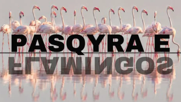14:14 “Flamingo Mirror” thyen rekordet në 24 orë/Rama: Mbi 127 mijë kërkime dhe 122 sulme kibernetike